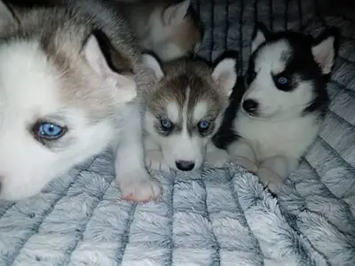 Sweet Siberian Husky Puppies. whatsapp us for details:+27848239748