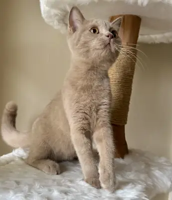 Gatitos British Shorthair listos para un buen hogar.