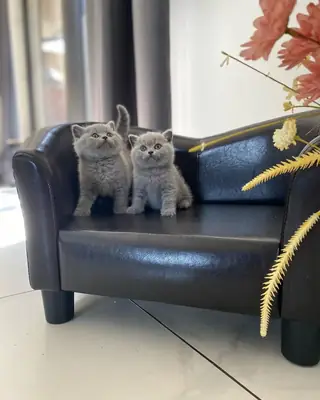 Chatons British Shorthair, mâles et femelles