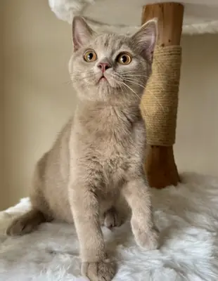 Gatitos British Shorthair machos y hembras su adopcion