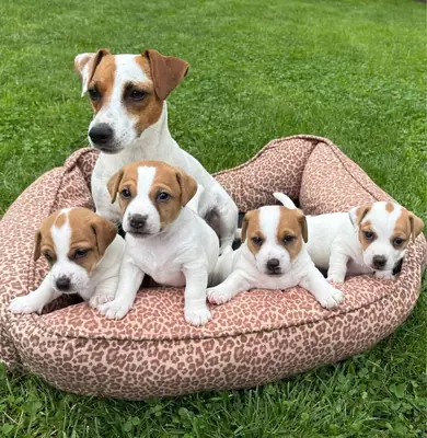 Playful Jack Russell Available 