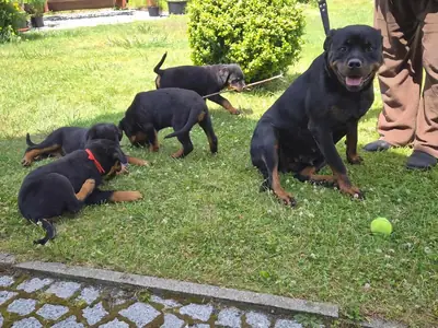 Sweet Rottweiler puppies Available 