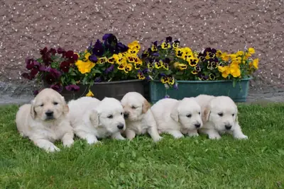 Adorable Golden Retriever puppies Available 