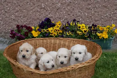 优质金毛寻回犬待售