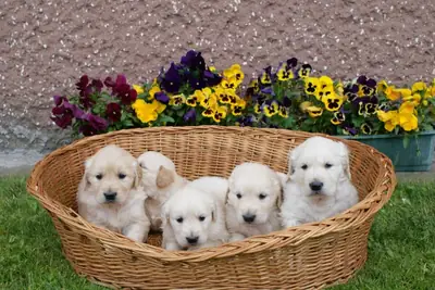 Golden Retriever Available Now