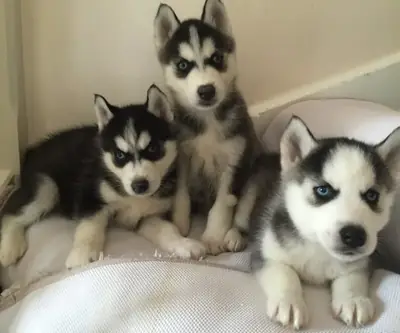 Adorable Husky puppies Available Now