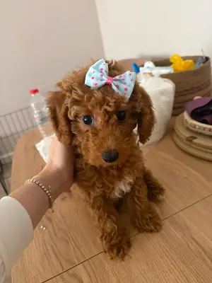 Geçici yuvasından sahiplendirilecek 5 aylık poodle