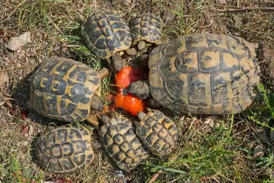 Special for land tortoises