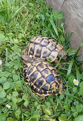 Magnificent land tortoises