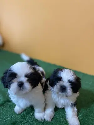 免费赠送西施幼犬（公母都有）。