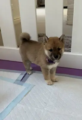 Cachorros Shiba Inu (macho y hembra) en regalo