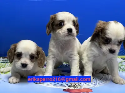 Chiots Cavalier King Charles Spaniel (mâle et femelle) à donner