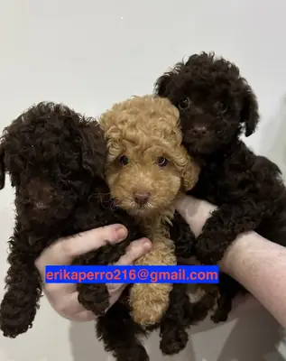 贵宾犬幼犬（公犬和母犬）赠送