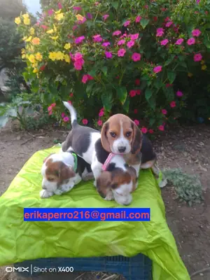 Cachorros de Beagle (macho y hembra) en regalo