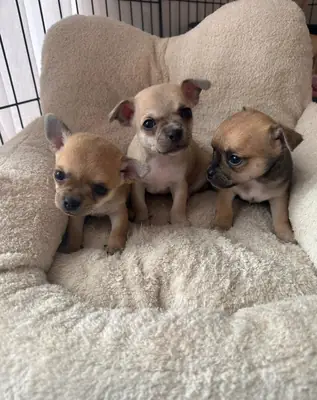 Cachorros de Chihuahua (macho y hembra) en Regalo