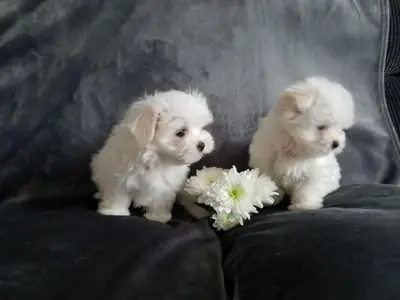 两只茶杯马尔济斯幼犬需要新家