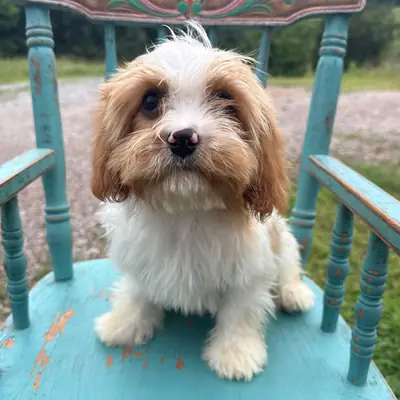 CANNOLI – POOCHON PUPPY