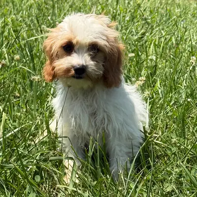 Wesley – Cavpoo 