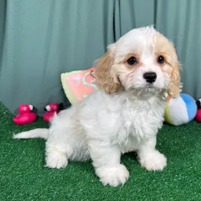 Ransom – Cavapoo