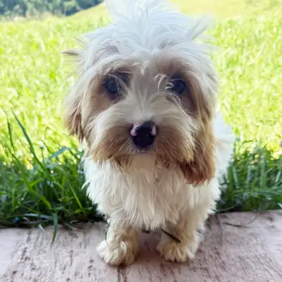 Travis – Cavapoo Ready To Go Home