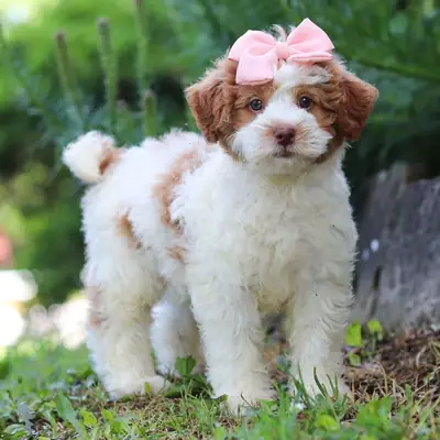 Rory – Bernedoodle