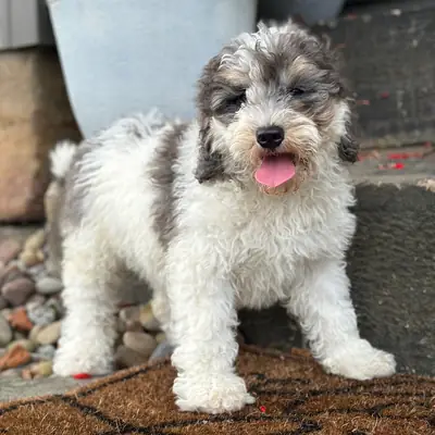 Kodi – Bernedoodle