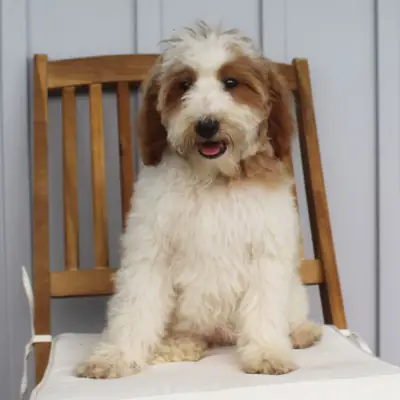 Jasmine – Goldendoodle