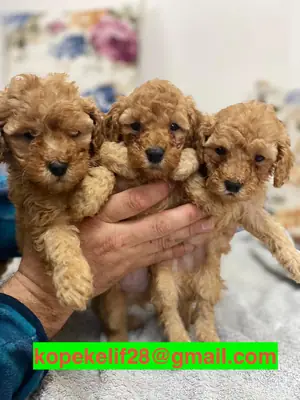 Regala cachorros Poodle