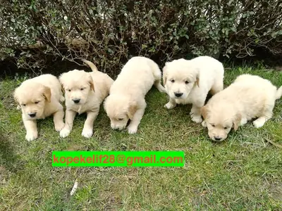 赠送雄性和雌性金毛寻回犬幼犬
