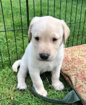 Se regalan cachorros de Labrador Retriever, tanto machos como hembras.