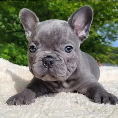 Beautiful French Bulldog puppies