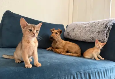 Beautiful Registered Abyssinian Kittens – Brother & Sister