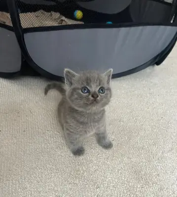 British short hair kittens