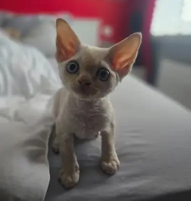 Beautiful Devon Rex Boy :)