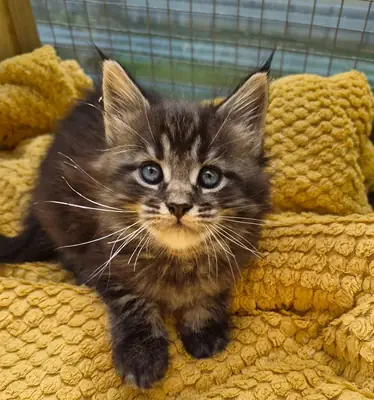 beautiful maine coon kittens