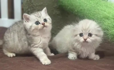 ✨ Adorable Munchkin Kittens ✨