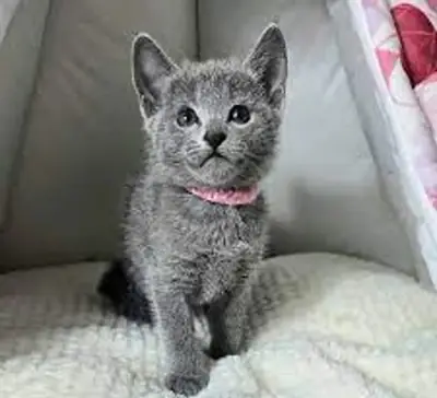 Beautiful Russian Blue kittens