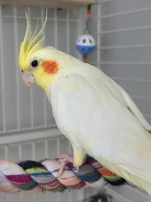 Çift Sultan Papağanı