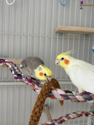Pair of Cockatiels