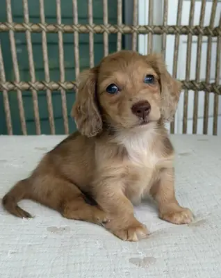 Dachshund puppies Available Now