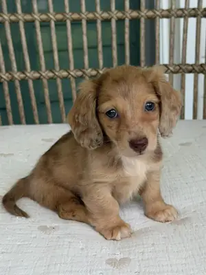 Chiots teckels mâles et femelles disponibles dès maintenant