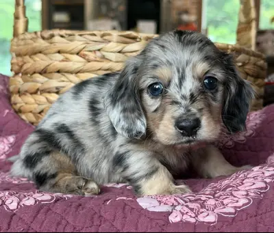 Healthy Dachshund puppies Available Now