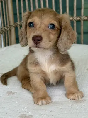 Adorable Dachshund puppies Available Now