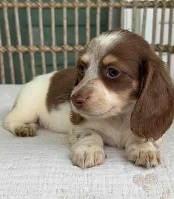 Amazing Dachshund puppies Available Now