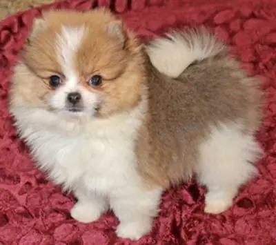 Micro Teacup Pomeranian Puppy