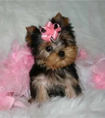 Adorable Teacup Yorkie Puppies Available – Ready for Their Forever Homes!