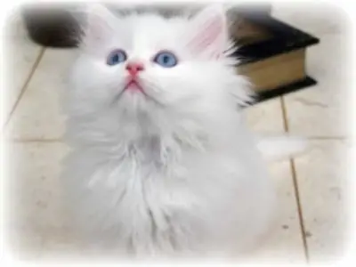 Cute White Persian Female Kitten – Ready for a Loving Home!