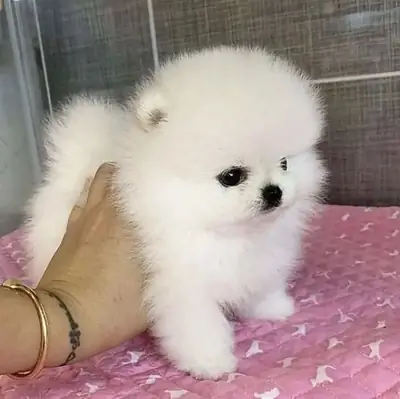 FREE MINI POMERANIAN PUPPY FOR
