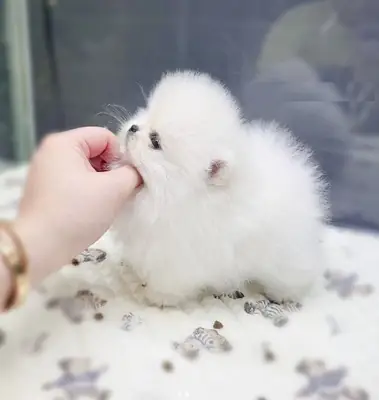 REGALO CACHORRO DE POMERANIA MINI PARA ADOPCION1