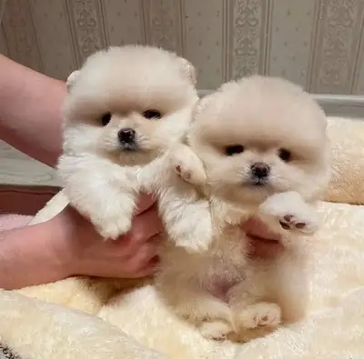 REGALO CACHORRO DE POMERANIA MINI PARA ADOPCION2
